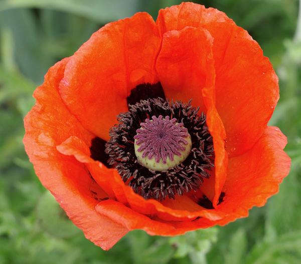Türkischer Riesenmohn