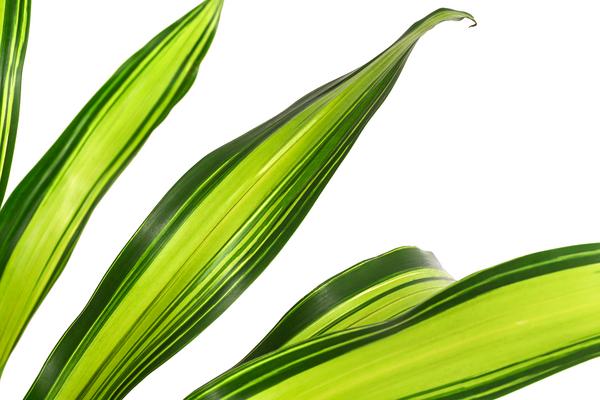 Drachenbaum - Dracaena fragrans 'Burley',