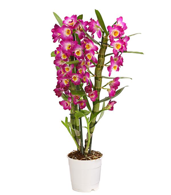Trauben-Orchidee - Dendrobium nobile