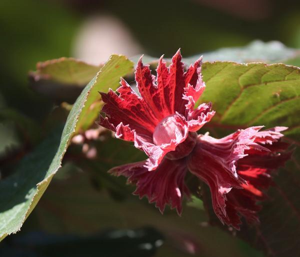 Haselnuss 'Rote Zellernuss'