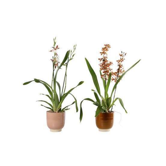 Orchidée cambria cache-pot céramique Ø14 cm - 2 tiges