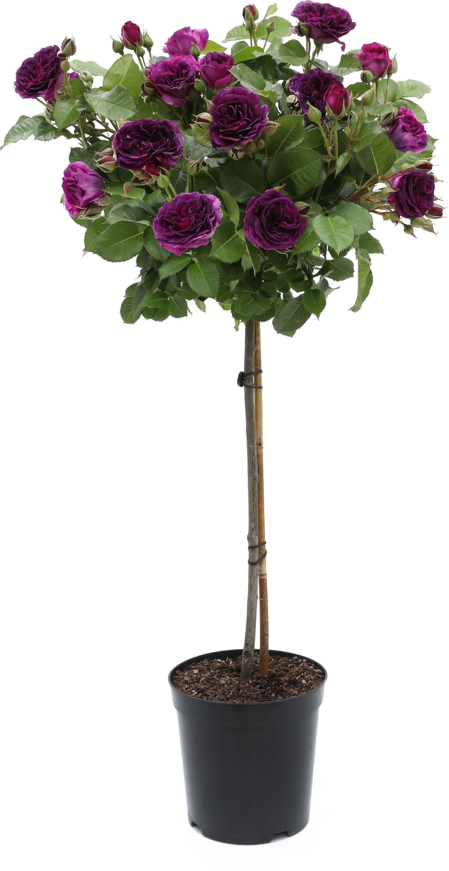 Stamroos (Rosa 'Minerva') D 24 H 75 cm