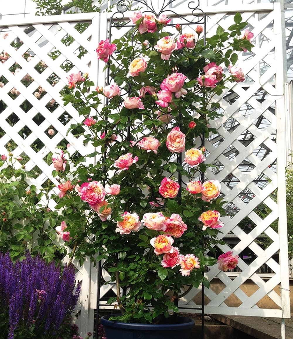 Kletter-Rose 'Julie Andrieu®'