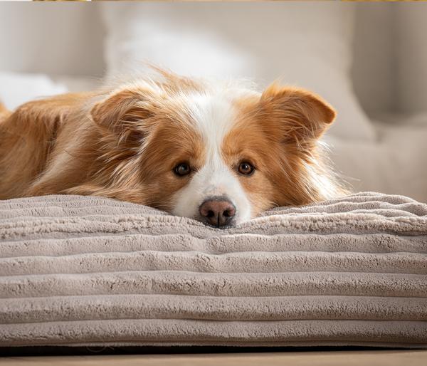 Dehner Premium Orthopädische Hundematratze