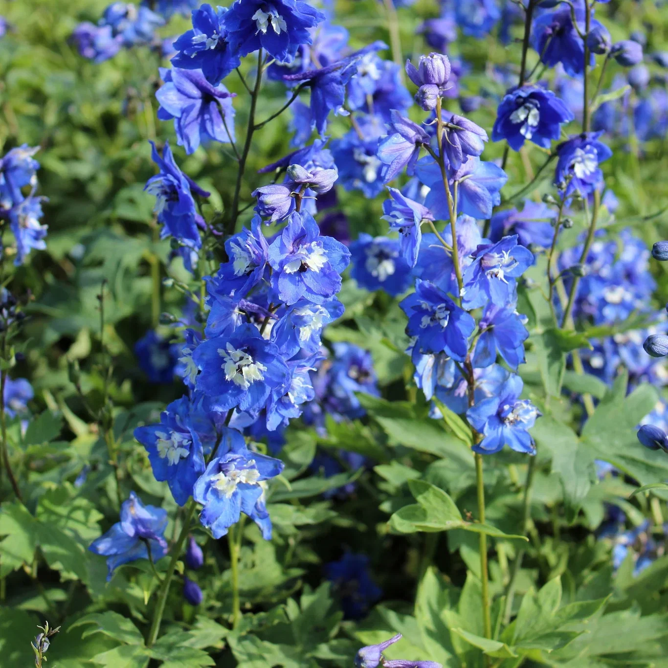 Delphinium (Elatum-Group) 'Blue Bird' Ridderspore 'Blue Bird' Ø11 cm