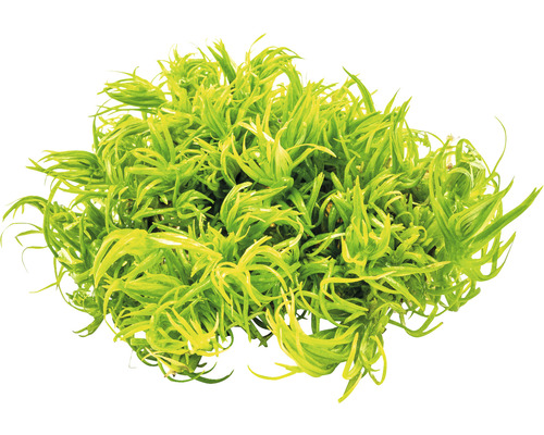Pogostemon deccanensis In Vitro