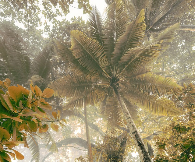 Komar Fototapete »Digitaldruck Vlies -  Palms Panorama - Grösse 300 x 250 cm« bedruckt | floral | geblümt | gemustert | tropisch glatt Wohnzimmer, Schlafzimmer