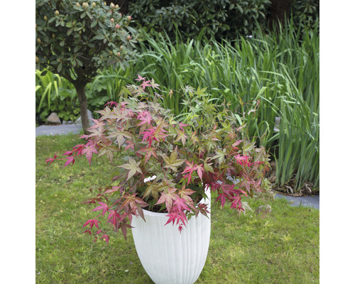 Japanse esdoorn Acer palmatum 'Beni Maiko' H 30-40 cm Co 3 L