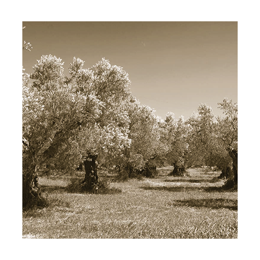 Cilio Toscana Palet