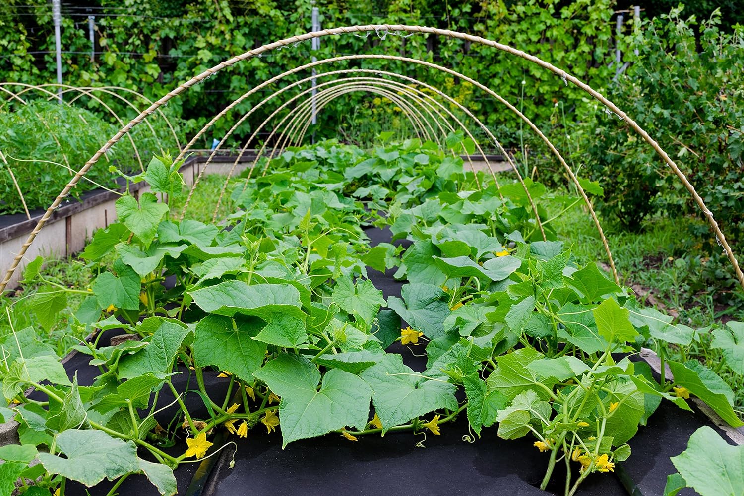 Aquagart 300m Unkrautvlies schwarz - 190g I Unkrautschutzfolie für Garten & Hochbeet I Gartenvlies & Unkrautsperre I Wasserdurchlässige Unkrautfolie & Robustes Schutzvlies 1m breit