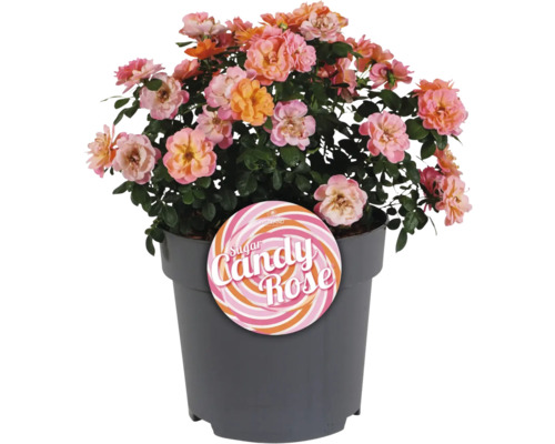 Floribunda Roos 'Sugar Candy' FloraSelf Rosa 'Sugar Candy' Co 3.5 L