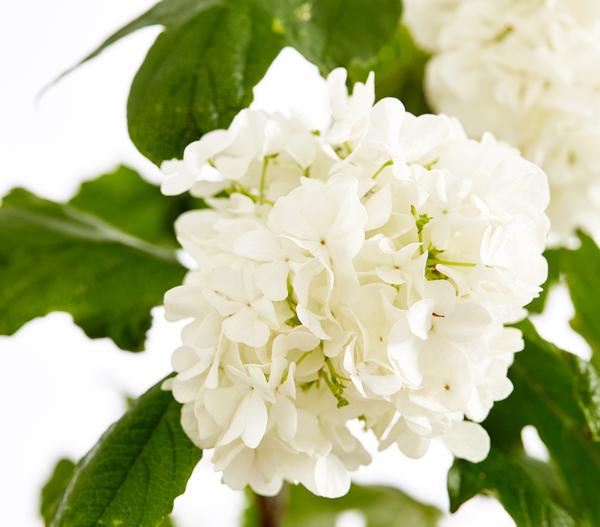 Gefüllter Schneeball 'Roseum'