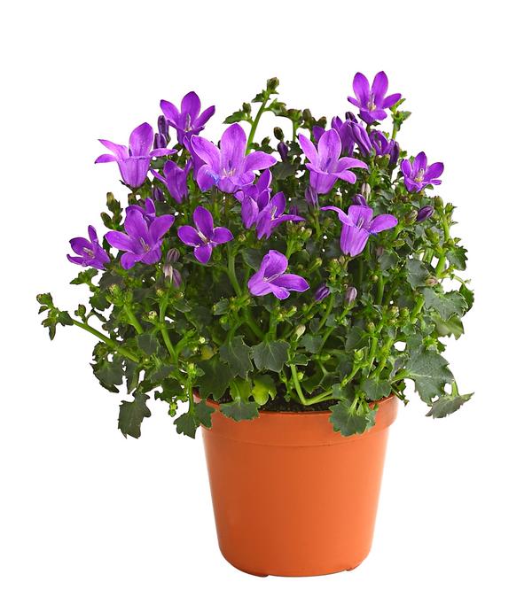 Glockenblume - Campanula portenschlagiana 'Get