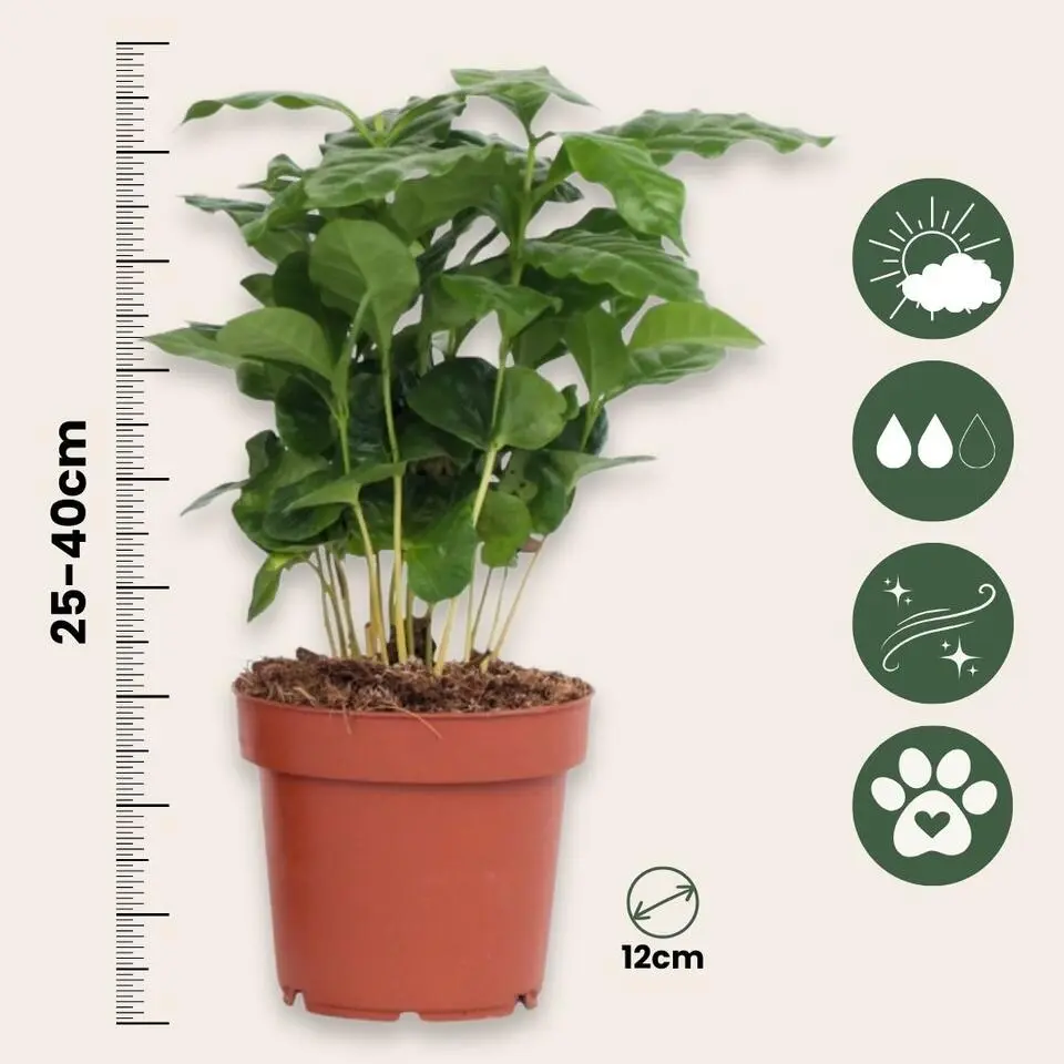Koffieplant - Set van 2 - Coffea arabica - Hoogte 25-40cm - ⌀12cm