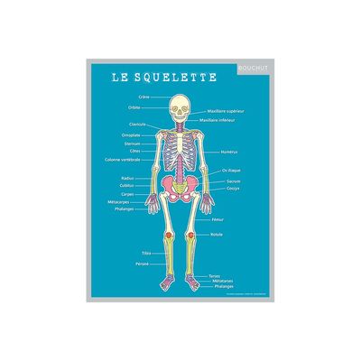 Bouchut - Fiche mémo Corps humain - double face - 265 x 205 mm
