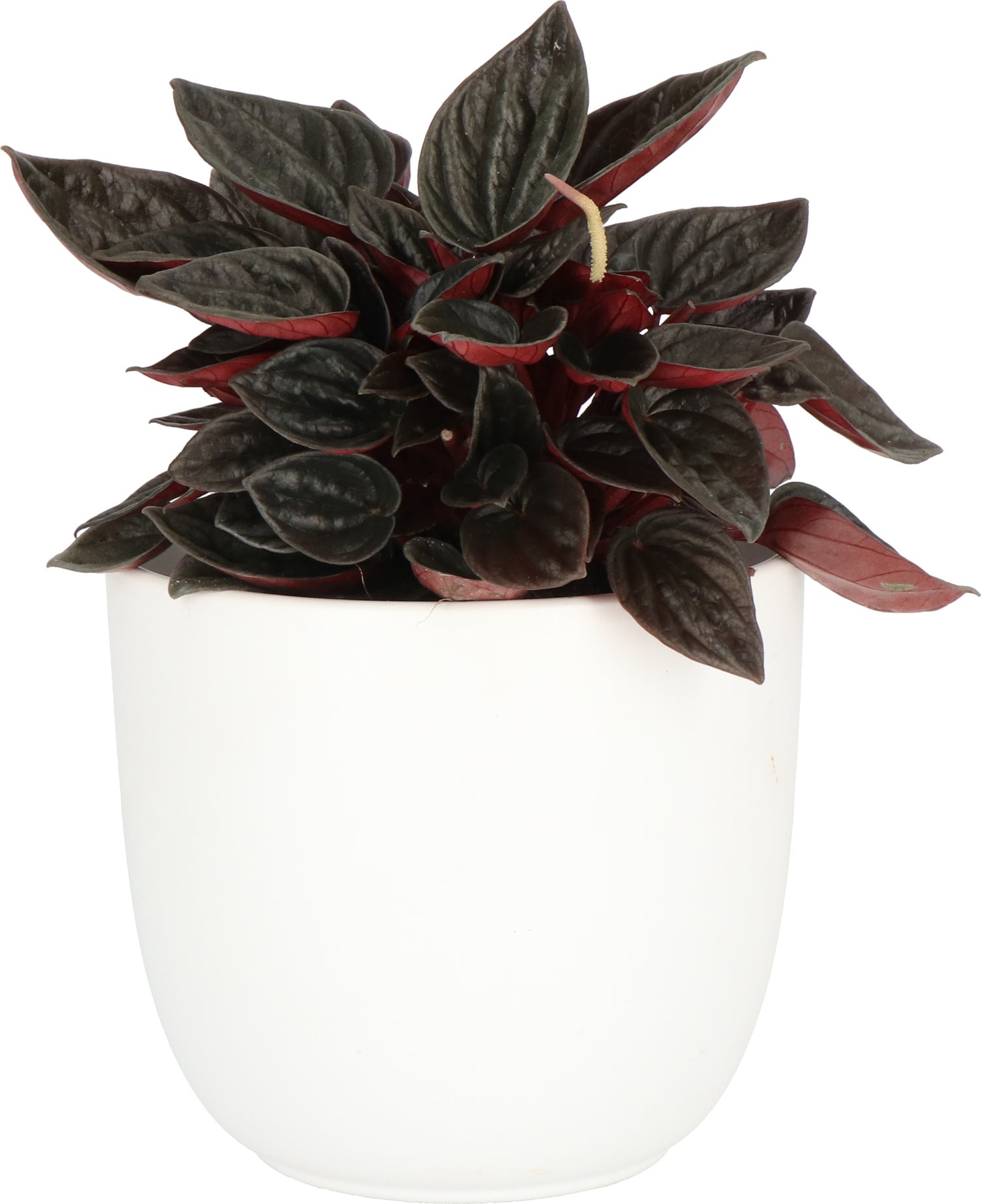 Peperomia (Peperomia caperata) D 11 H 25 cm