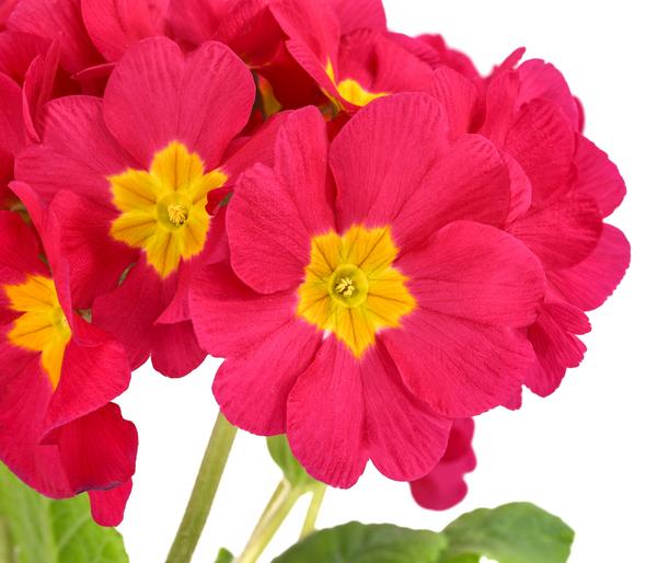 Stängelprimel 'Primula elatior'