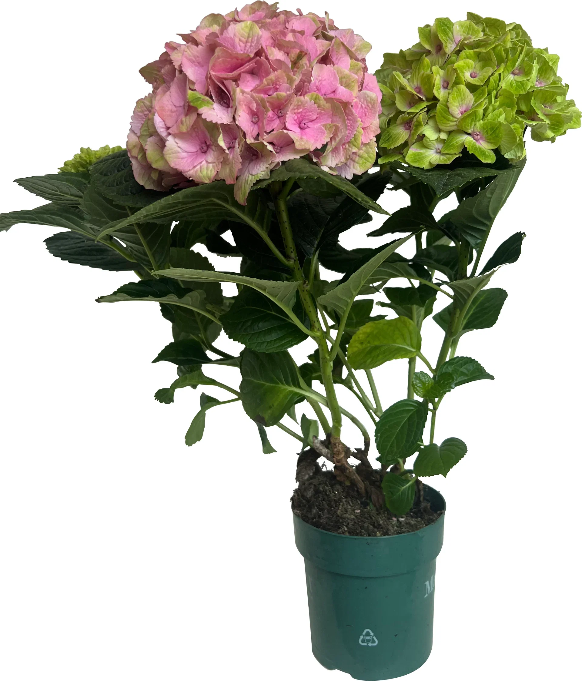 Hydrangea macrophylla MAGICAL Hortensia 'Magical' Høyde 32 cm