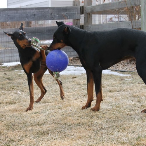 Bola azul para cachorro com corda