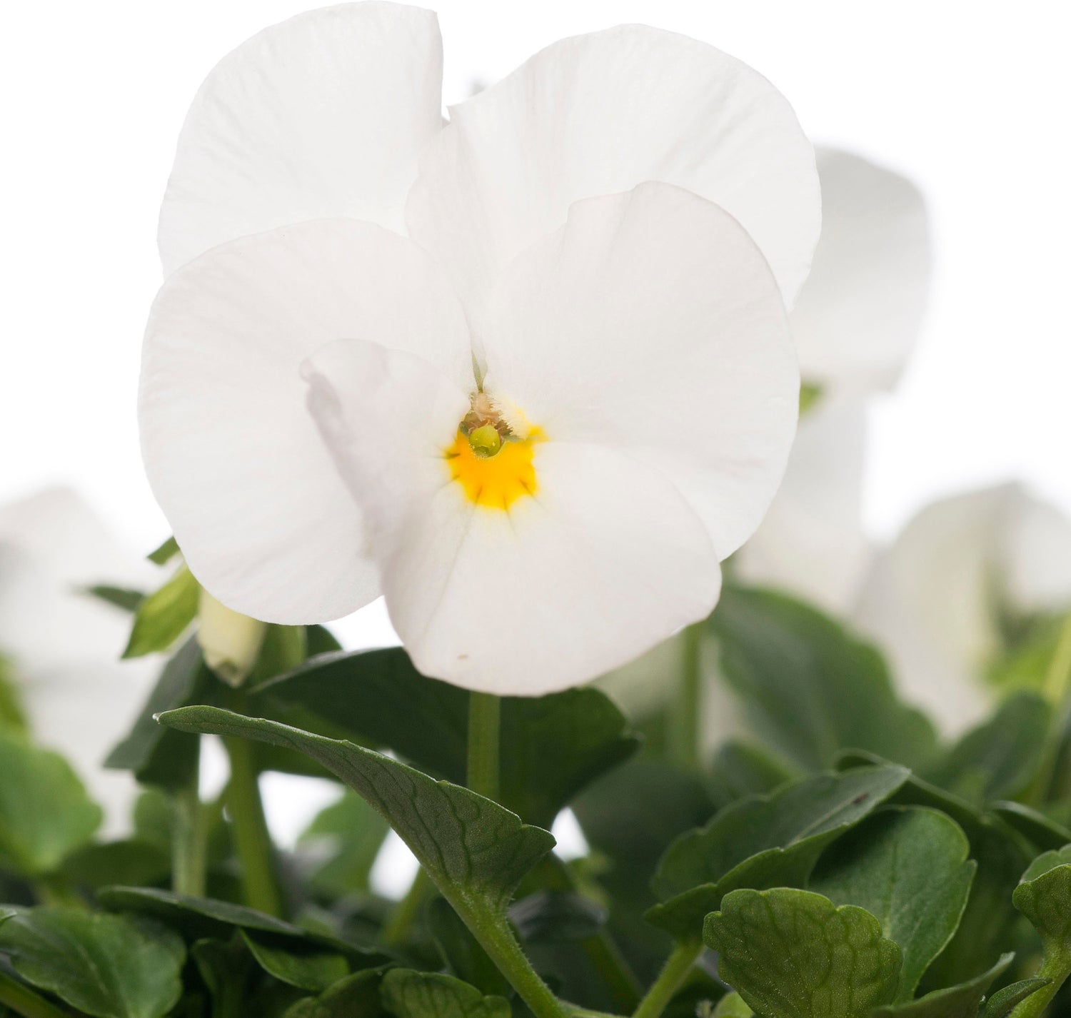 Hoornviooltje in schaal (Viola cornuta in schaal) Wit D 23 H 25 cm
