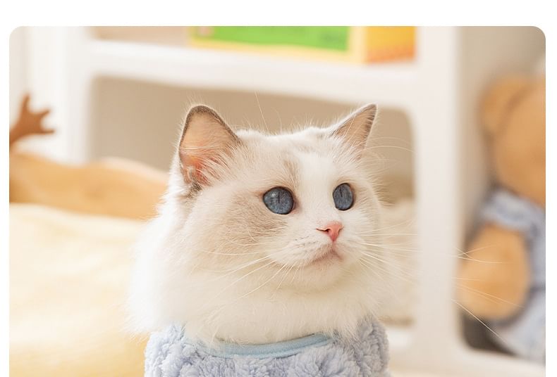 Cissilli - Applicatie Pet Top