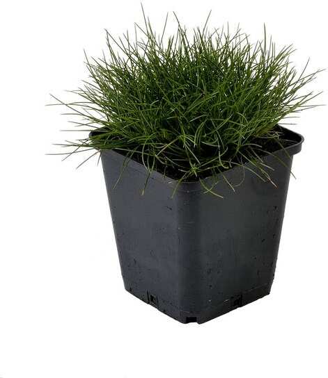 Zwenkgras (Festuca gautieri) D 9 H 10 cm