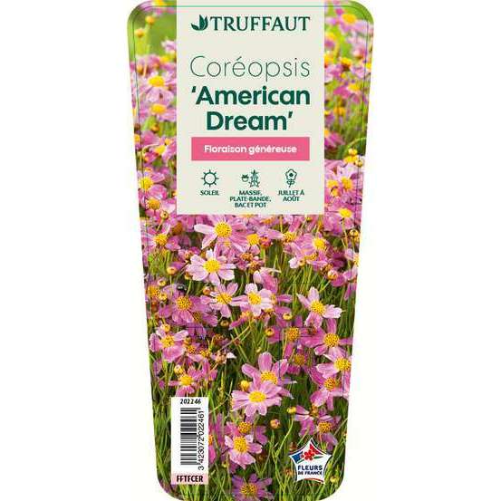 Coréopsis American Dream : godet vert