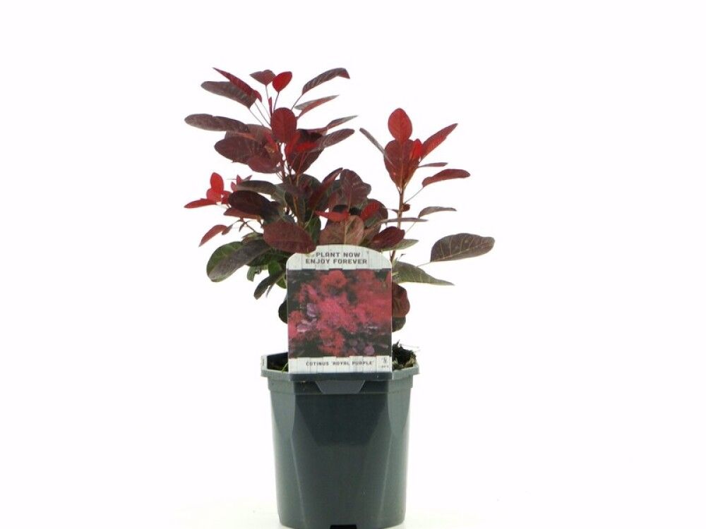 PERUKBUSK 'ROYAL PURPLE' KRUKKE 17 CM