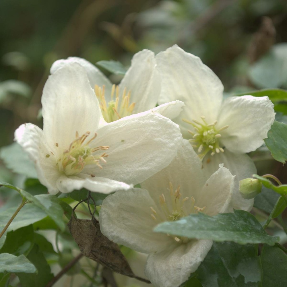 Clématite cireuse cirrhosa jingle bell's/clematis cirrhosa jingle bell's[-]pot de 1,5l - tuteur bambou 30/60 cm