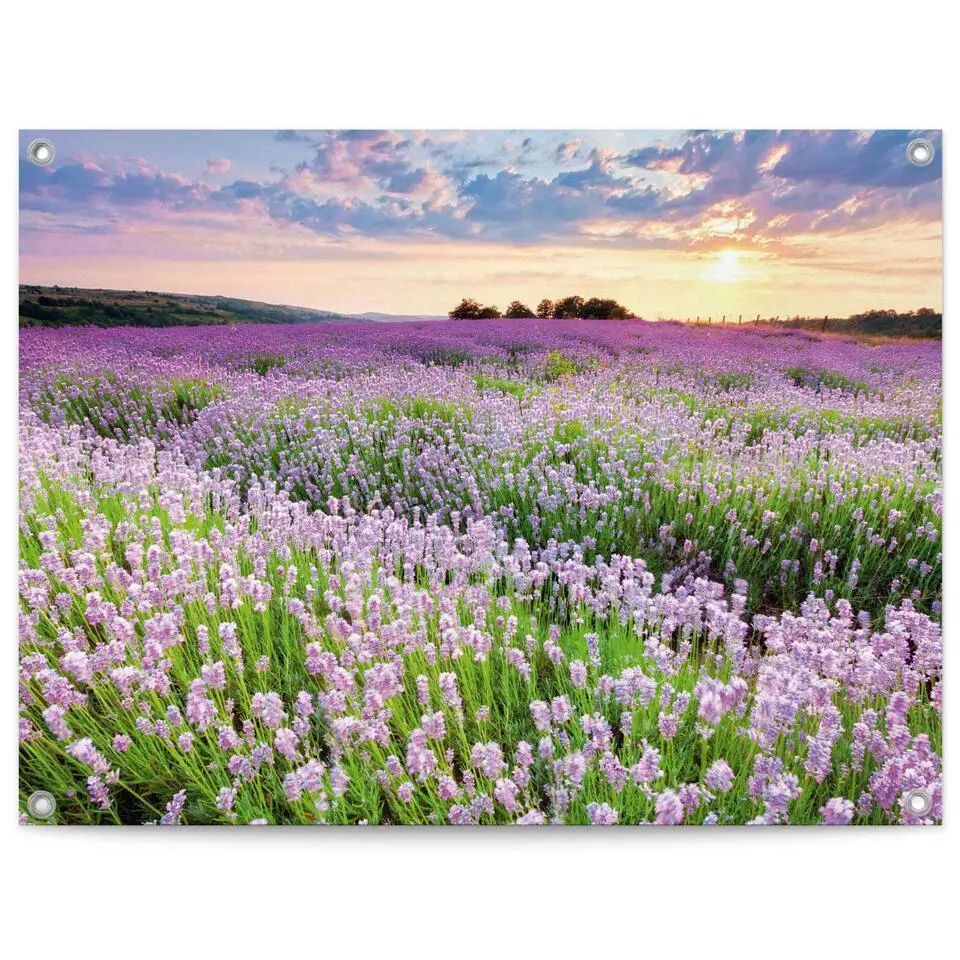 Tuinposter Lavender Field - 60x80cm - Paars