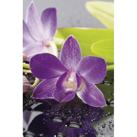 Orchidée Dendrobium nobilé 1 tige - pot D.12 cm