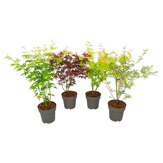 Acer, Erable du Japon, variétés variables - pot D15cm