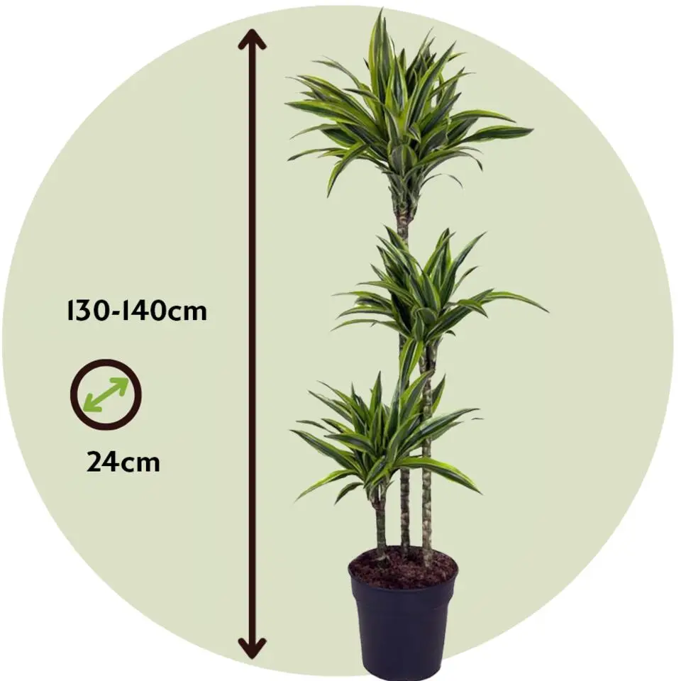 Drakenbloedboom - Dracaena 'Lemon Lime' - Hoogte 130-140cm - ⌀24cm