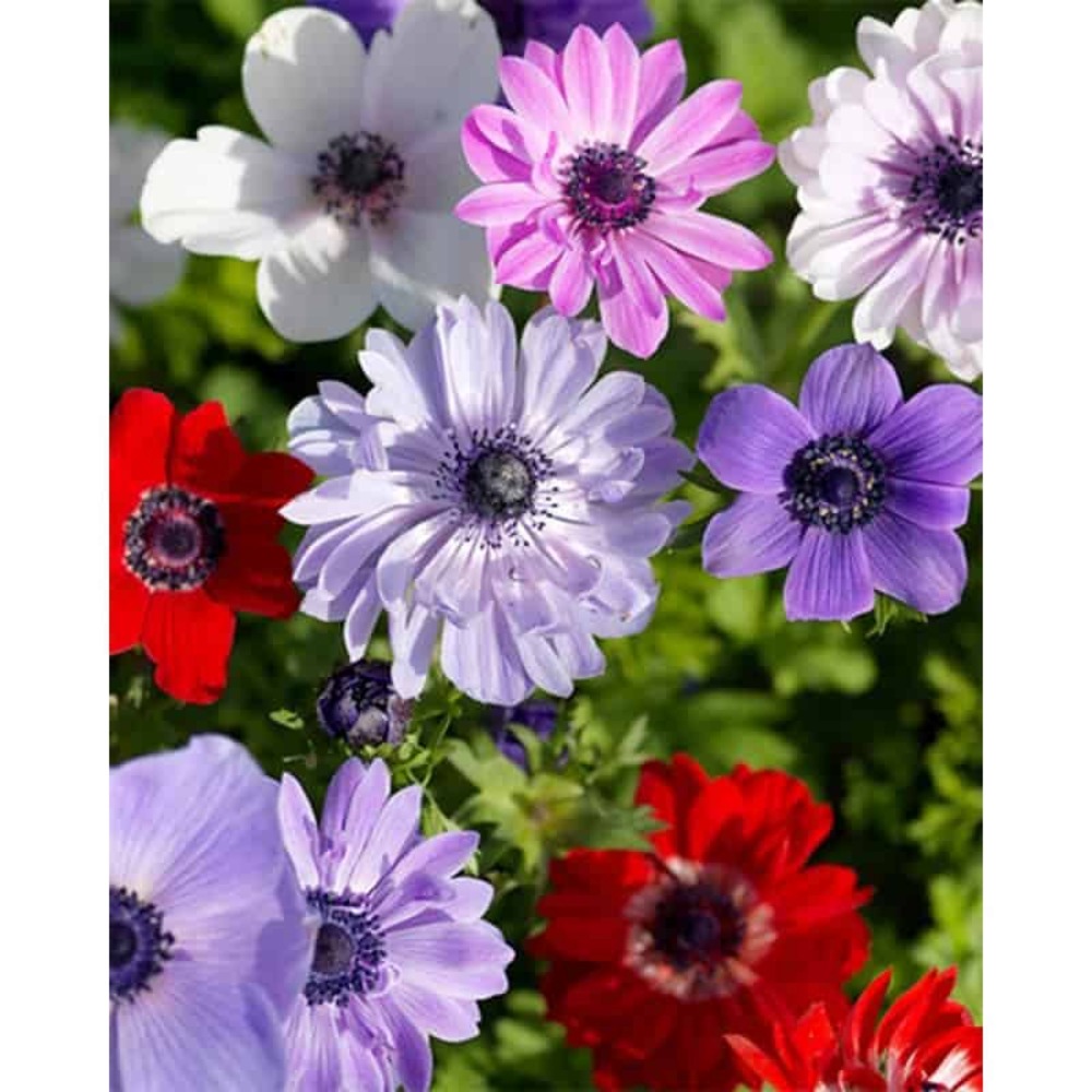 Mix de 15 anémones coronaria st brigid