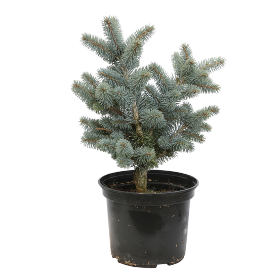 Epicéa du Colorado ( Picea pungens) 'Glauca Globosa' 20/30 : pot 3L