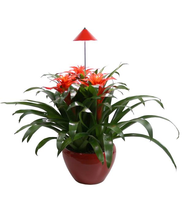 Venso LED-Pflanzenlampe
