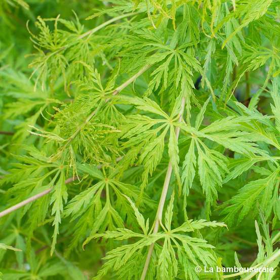 Acer palmatum 'Seiryu' :C7L h60/80cm
