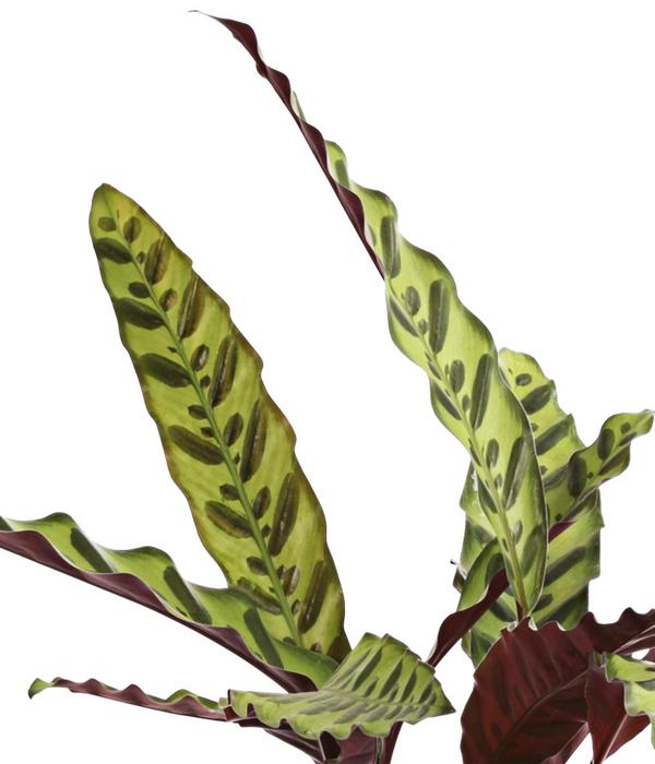 Korbmarante - Calathea lancifolia