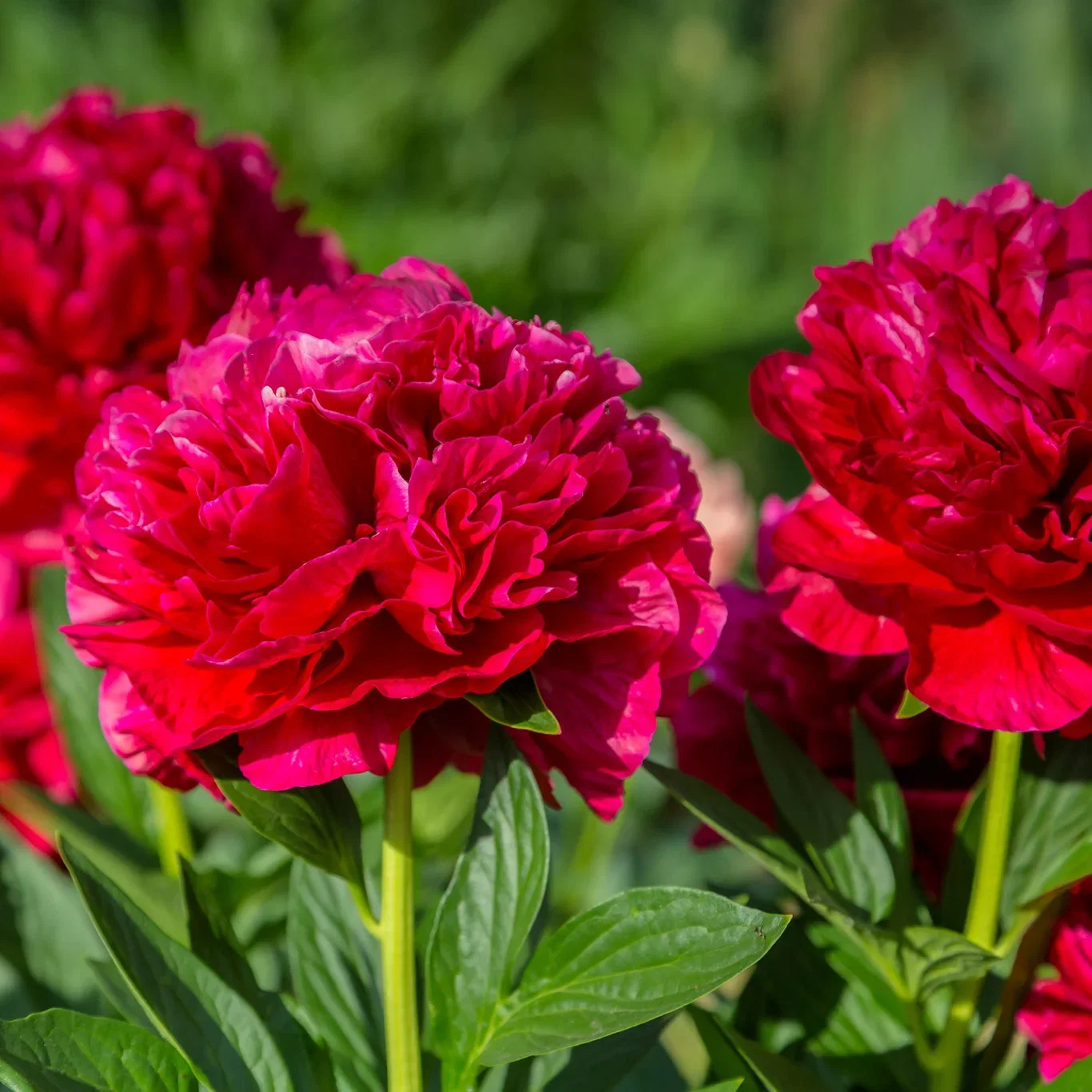 Paeonia 'Red Charm' Silkepion 'Red charm' Ø21 cm