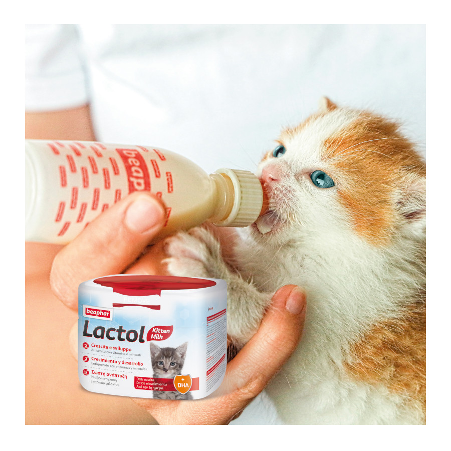 Leite em pó Beaphar Lactol para gatinhos