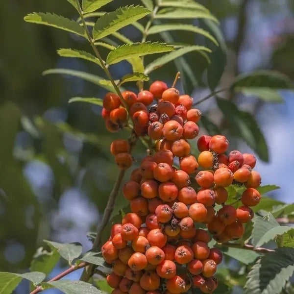 Gewone lijsterbes (Sorbus aucuparia) H 60 cm vanaf 10 stuks