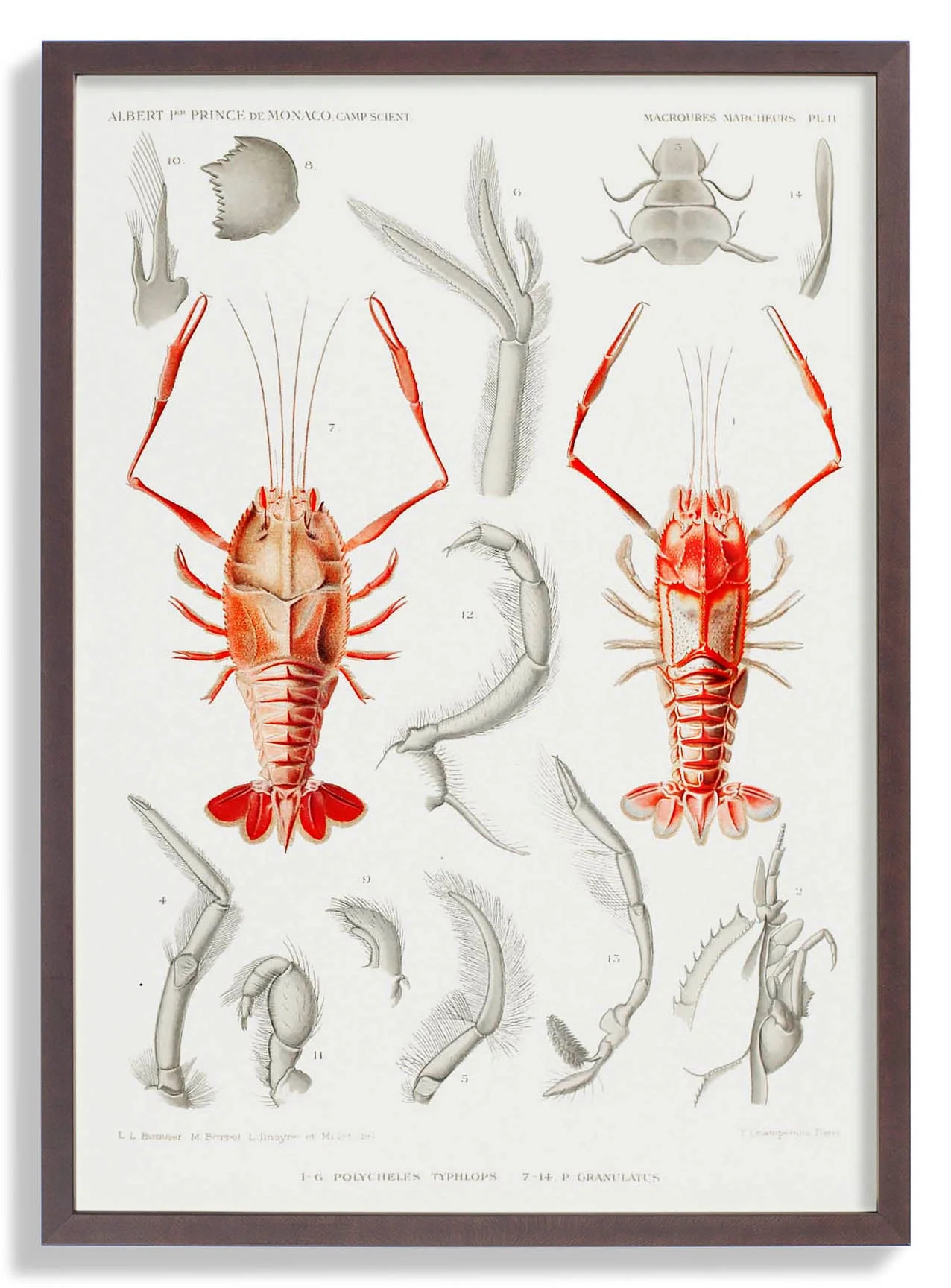 Shrimps Organe