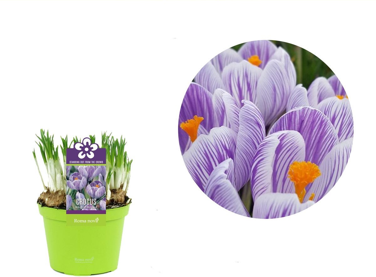 Krokus (Crocus 'King of the Striped') D 12 H 12 cm