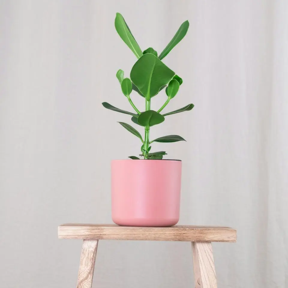 Varkensboom - Clusia rosea 'Princess' - Hoogte 25-35cm - ⌀12cm