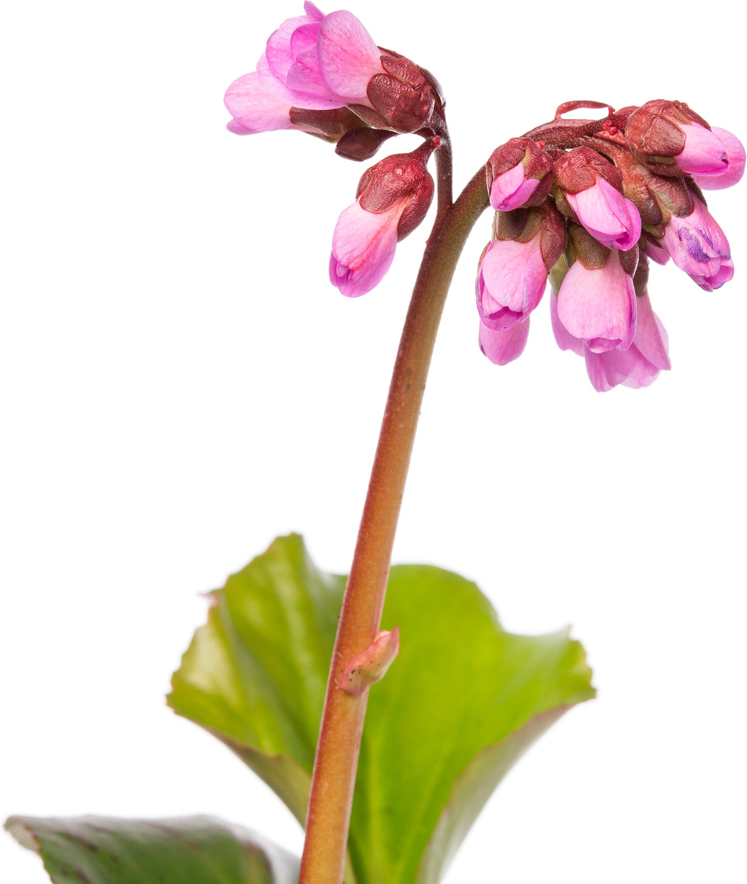 Schoenlappersplant (Bergenia cordifolia 'Purpurea') D 9 H 10 cm