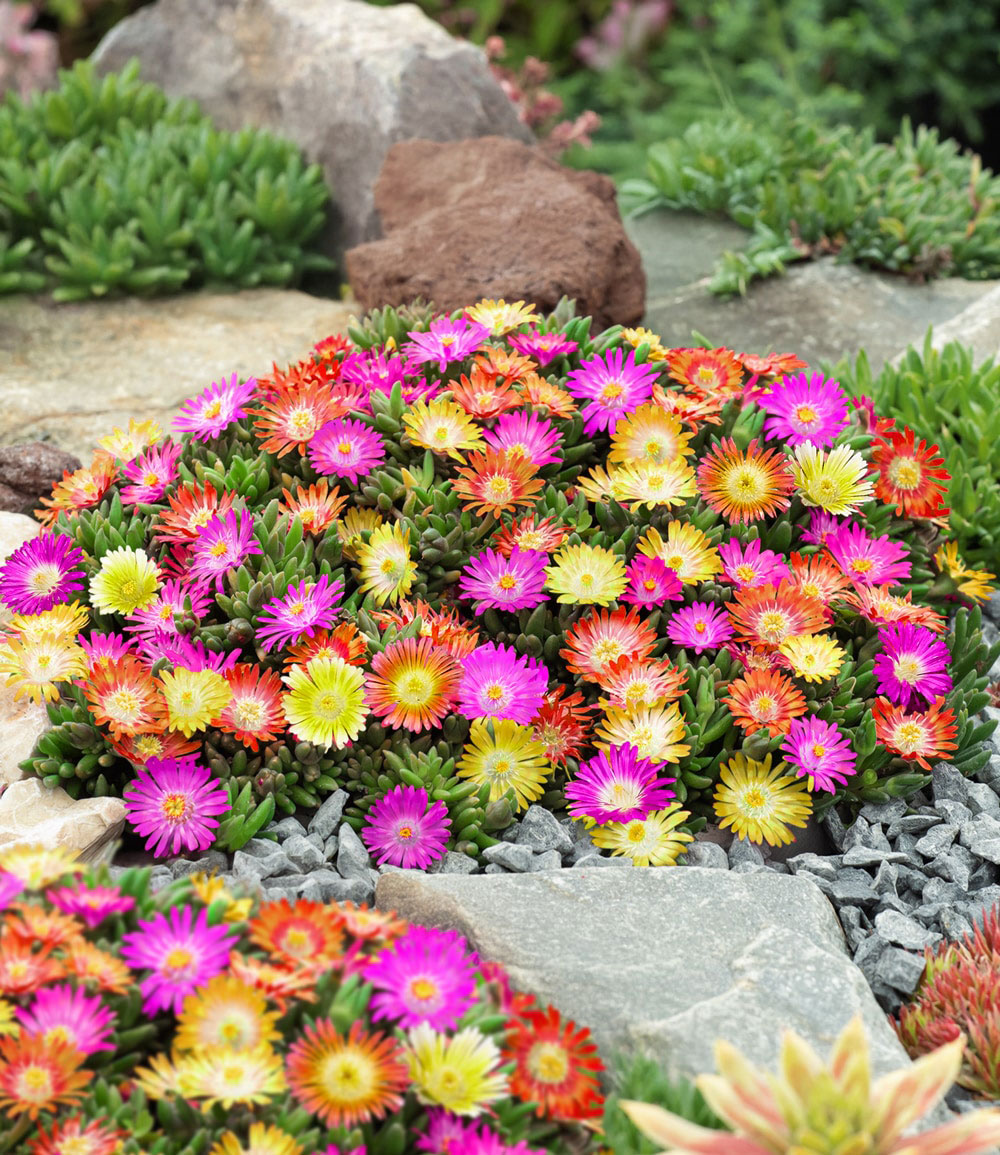 Winterharte Eisblumen 'Summer Mix'