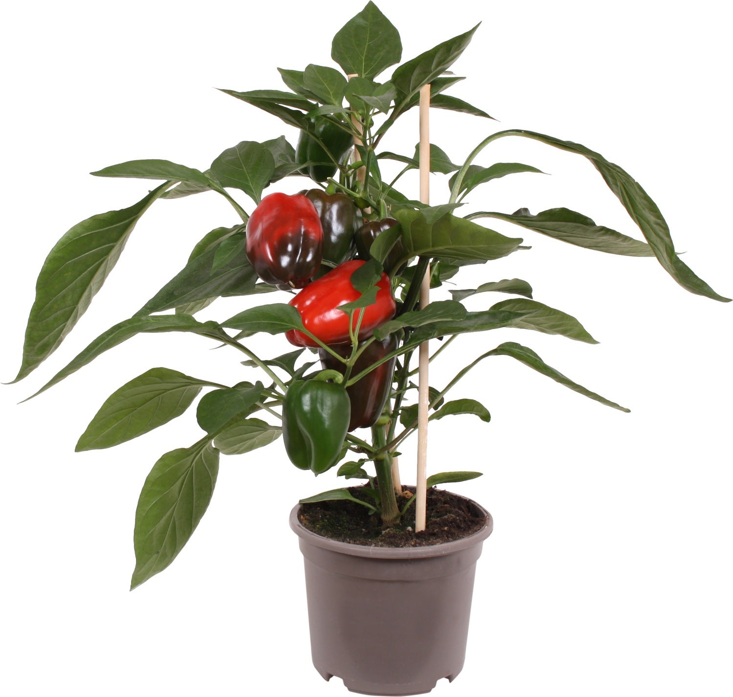 Pick-&-Joy Plukpaprika rood (Capsicuum Anuum) D 14 H 40 cm