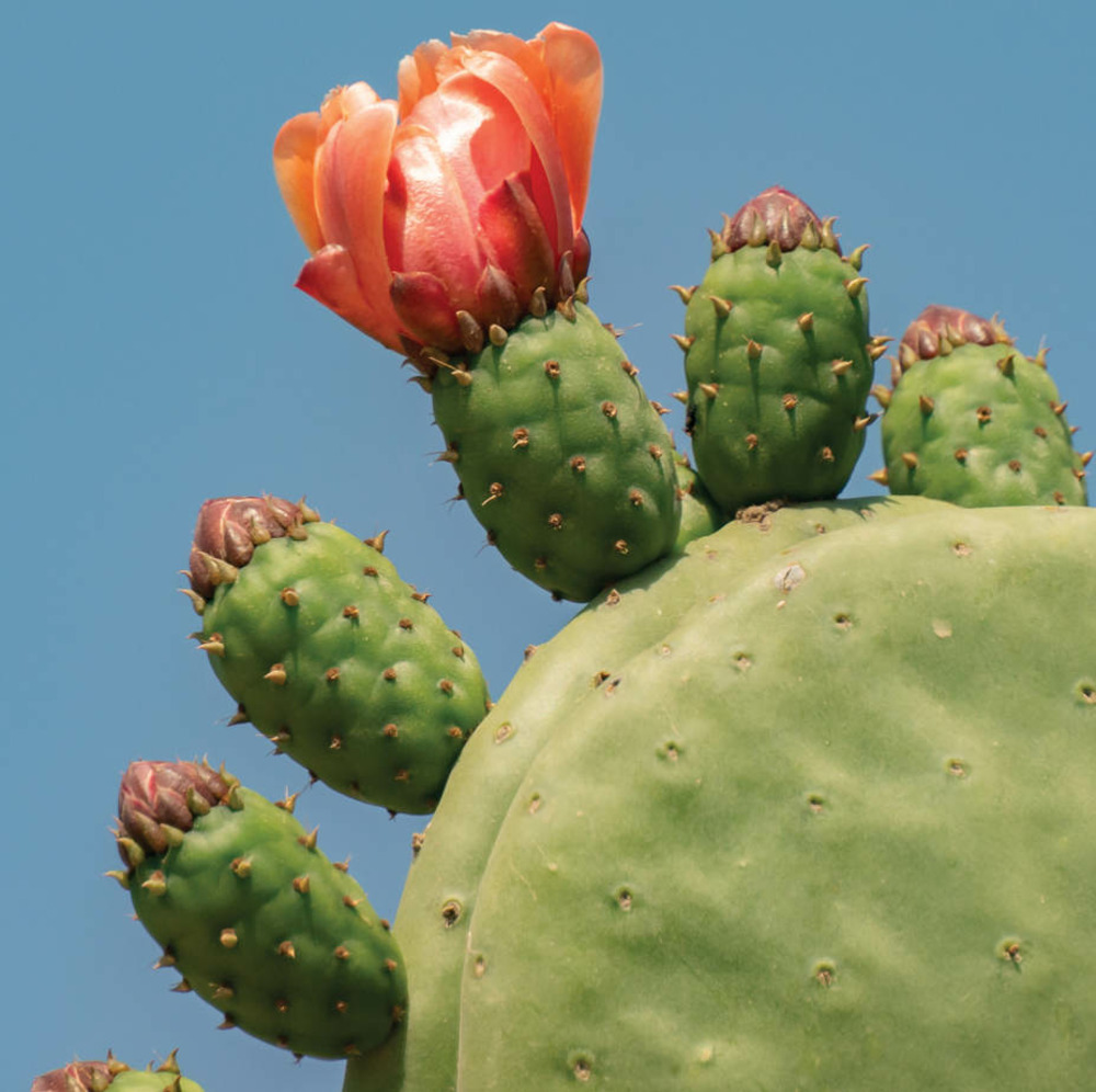 Opuntia ficus indica (figuier de barbarie) jaune - taille pot de 2 litres ? 20/30 cm