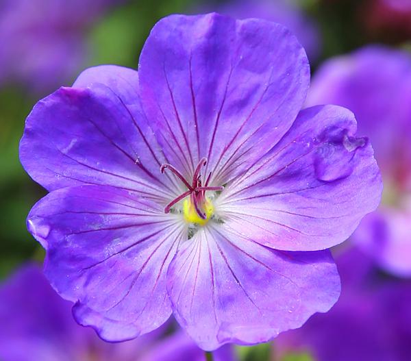 Bio Storchschnabel 'Rozanne®'
