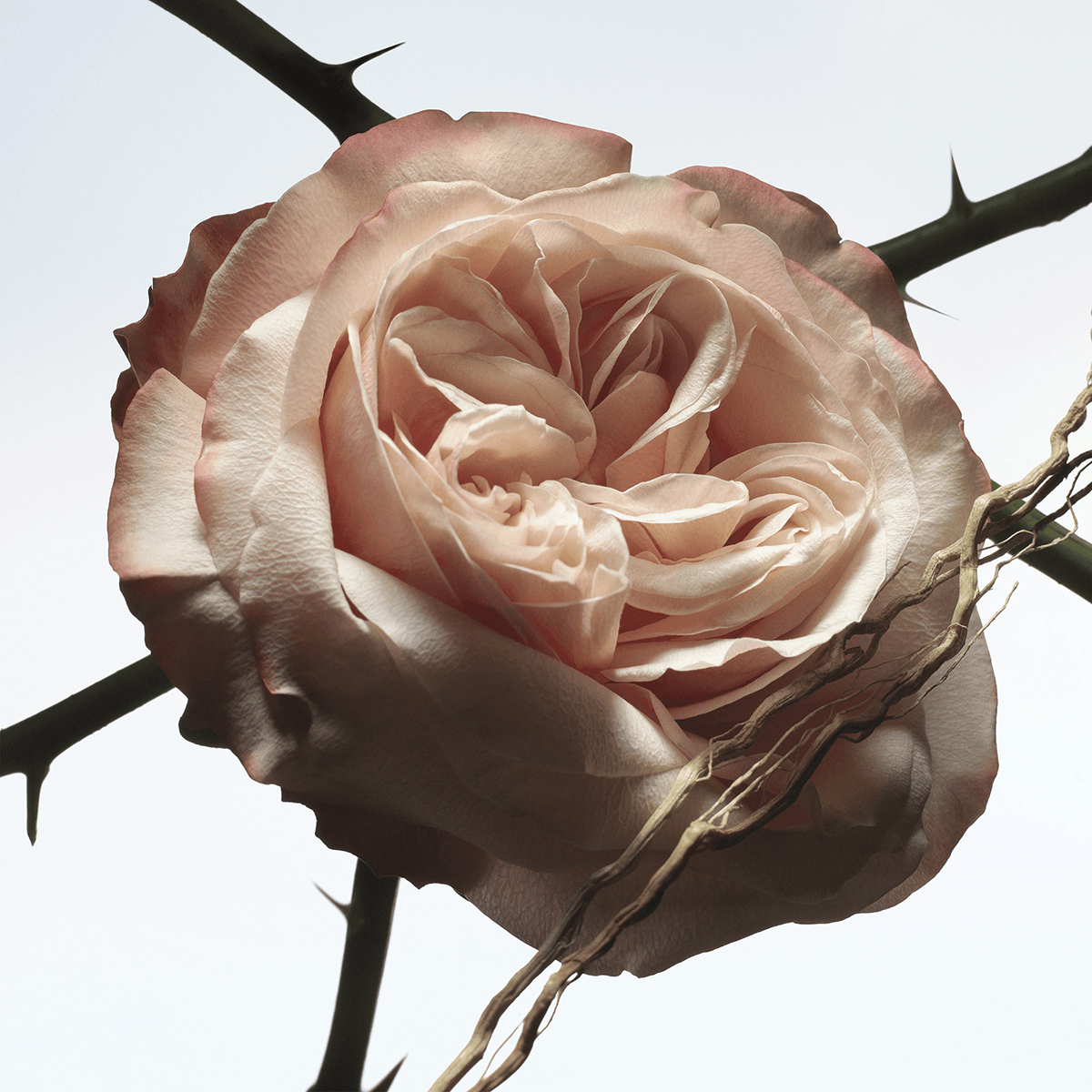 Rosa Carnivora Eau de Parfum 100ml